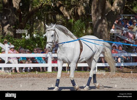 lipizzan horses in florida
